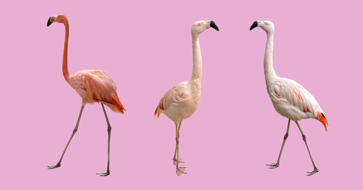 Three flamingos standing on a pink background, symbolizing the feeling of losing yourself in motherhood and slowly returning to your color.